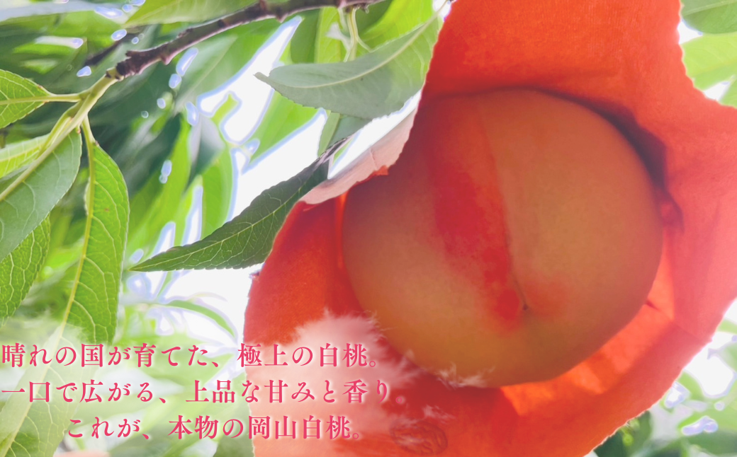 ãå
è¡åä»ã岡山çç£çœæ¡1kg ïŒåçš®ããŸããïŒ| 岡山çç£ æ¡ çœé³³ ããããŸå€¢ çœéºå·äžå³¶çœæ¡ çœæ¡ãã«ãŒã æç© é«çŽãã«ãŒã 岡山 æ¡ ãåãå¯ã ç£å°çŽé åœç£ãã«ãŒã äººæ° æ°ééå® æ¬ã®æç© çã ãžã¥ãŒã·ãŒ è³é ã¿ãã¿ããã ãã å
è¡äºçŽ