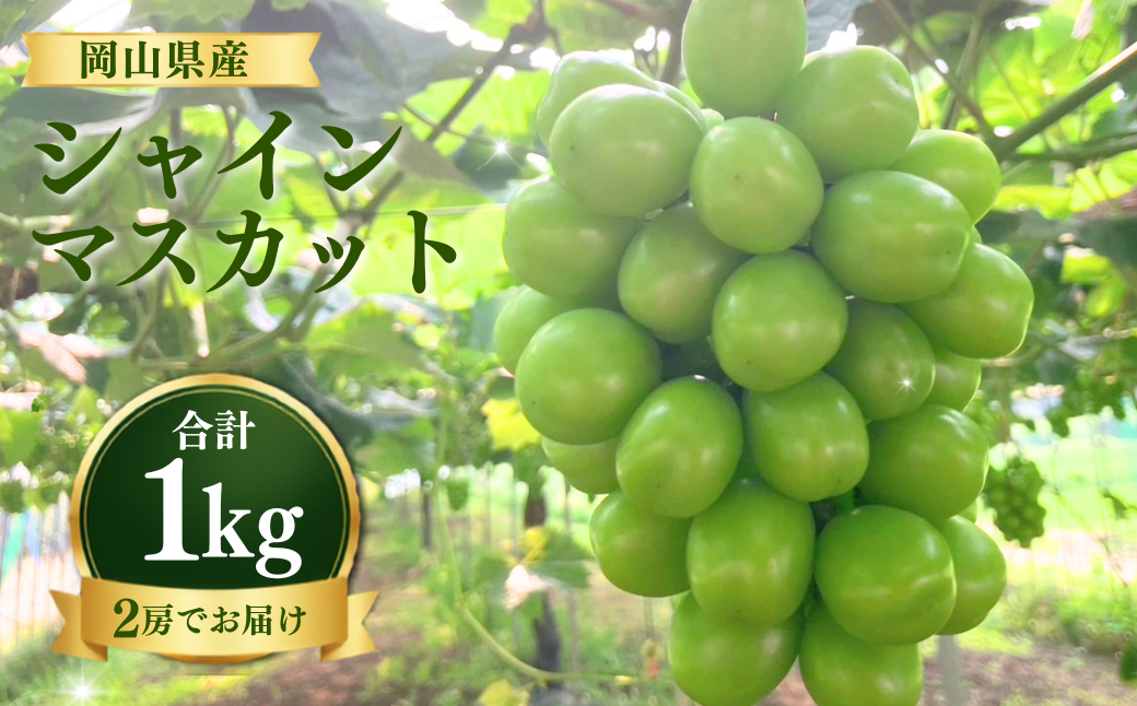 【先行受付】 シャインマスカット1kg | 岡山県産 シャインマスカット ぶどう 葡萄 甘い ジューシー フルーツ 果物 国産フルーツ 旬の果物 お取り寄せ 産地直送 人気 数量限定 先行予約 マスカット
