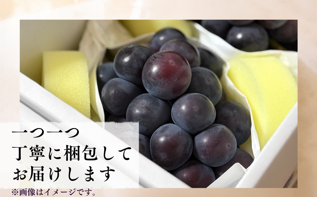 【先行受付】 岡山県産 オーロラブラック 1kg（2房） | オーロラブラック ぶどう 葡萄 岡山県産 国産フルーツ 果物 大粒ぶどう 種なし 甘い ジューシー 旬の果物 フルーツ お取り寄せ 産地直送 人気 数量限定 先行予約 果実