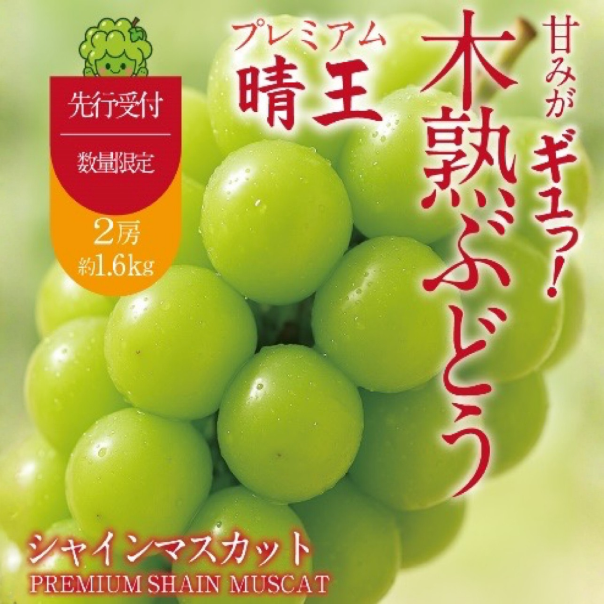 【先行予約】木熟ぶどう ハレノシャイン シャインマスカット プレミアム 晴王 2房 (1.6kg以上) | シャインマスカット 晴王 ハレノシャイン 木熟ぶどう プレミアム 800g以上 1房 岡山県産 ぶどう 葡萄 大房 高糖度 甘い 種なし 皮ごと食べられる フルーツ 果物 人気 産地直送