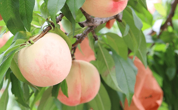 固めの 桃 2024年 先行予約 白桃 晩生種 2kg 6～8玉 もも モモ 岡山 国産 フルーツ 果物 ギフト 桃茂実苑 