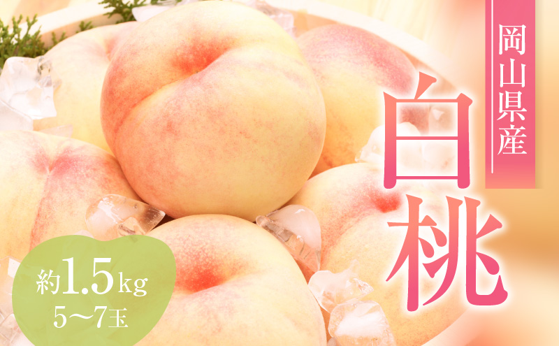 桃 2026年 先行予約 赤磐の 白桃 約1.5kg 5～7玉 JA晴れの国 糖度センサー選果 もも モモ 岡山県 赤磐市産 国産 フルーツ 果物 ギフト デザート 果肉 