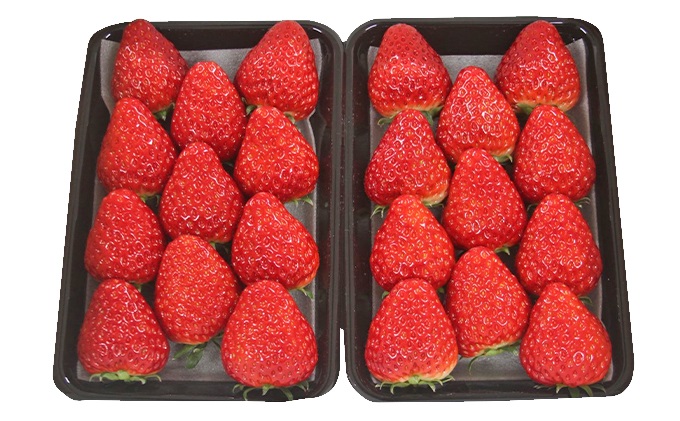 いちご 2026年 先行予約 約300g×2パック 当日収穫発送！ イチゴ 苺 フルーツ 果物 岡山 赤磐市産 農マル園芸 あかいわ農園 果物類 