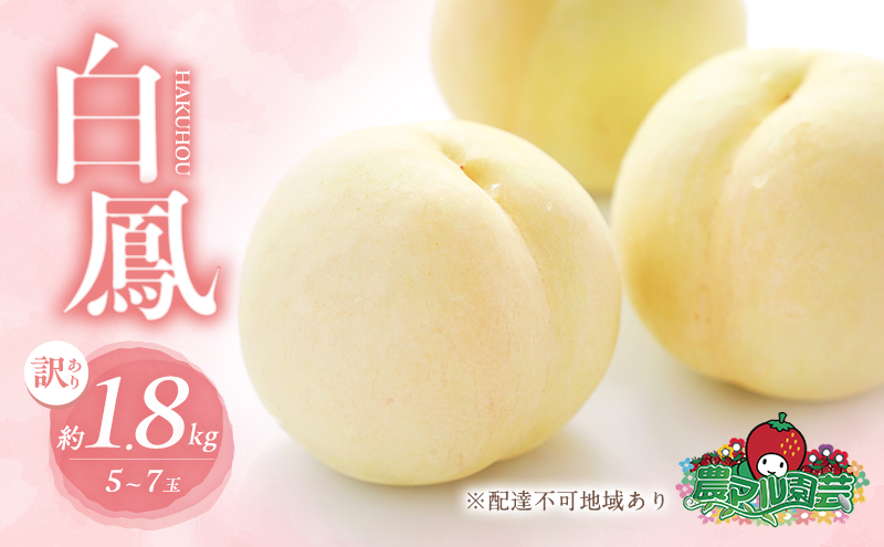 桃 2026年 先行予約 訳あり品 白桃 白鳳 約1.8kg 5～7玉 もも モモ フルーツ 果物 岡山 赤磐市産 農マル園芸 あかいわ農園 甘い 果肉 人気