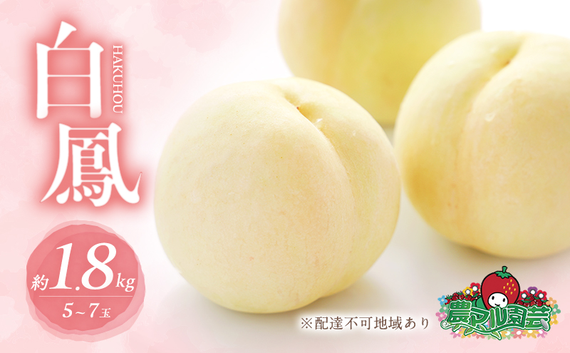 桃 2026年 先行予約 白桃 白鳳 約1.8kg 5～7玉 進物用 もも モモ