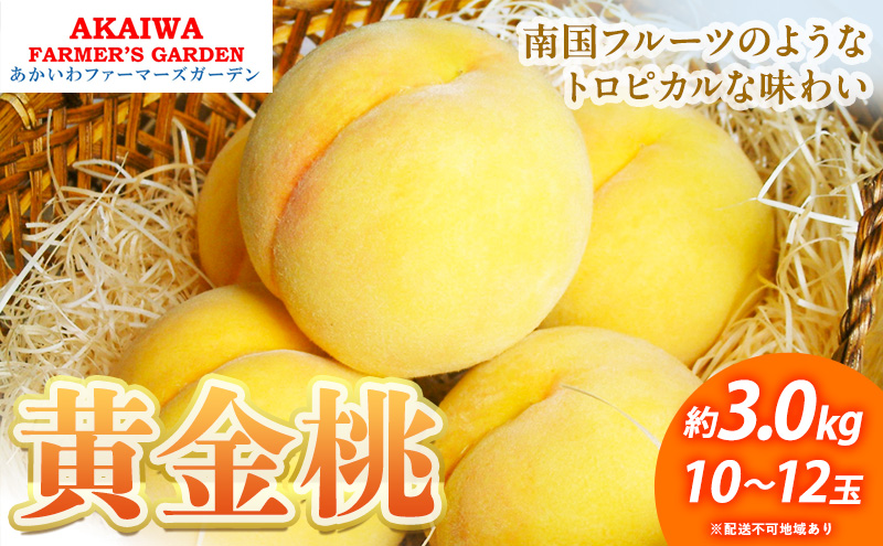 桃 2025年 先行予約 黄金桃 約3.0kg 10～12玉 もも 岡山県 赤磐市産 フルーツ 果物 あかいわファーマーズガーデン 果物類