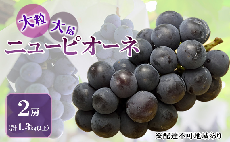 ぶどう 2026年 先行予約 ニュー ピオーネ 大粒 大房 2房 合計1.3kg以上 ブドウ 葡萄 岡山県 赤磐市産 国産 フルーツ 果物 ギフト 赤坂青空市 果物類