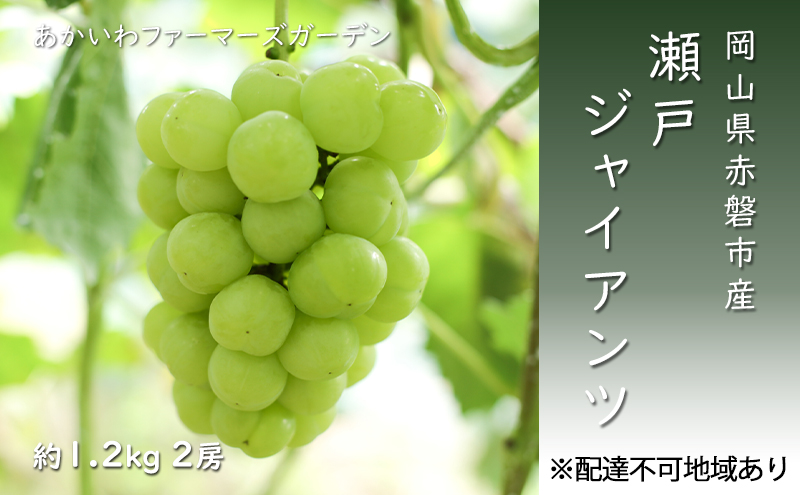 ぶどう 2024年 先行予約 瀬戸ジャイアンツ 約1.2kg 2房 葡萄 岡山県 赤磐市産 フルーツ 果物 あかいわファーマーズガーデン