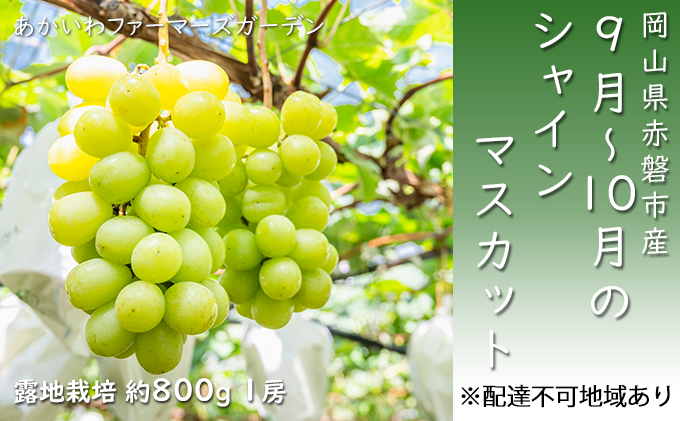 ぶどう 2024年 先行予約 シャインマスカット 約800g 1房 9～10月 葡萄