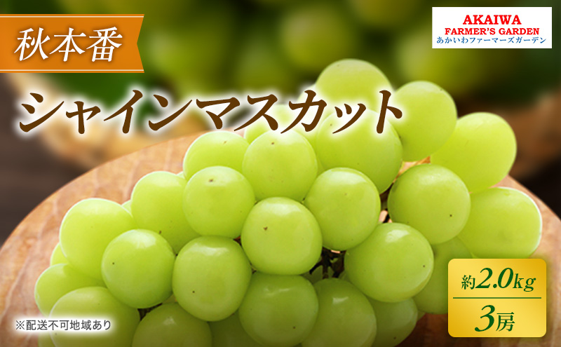 ぶどう 2025年 先行予約 シャインマスカット 約2.0kg 3房 秋本番 葡萄 岡山県 赤磐市産 フルーツ 果物 果物類