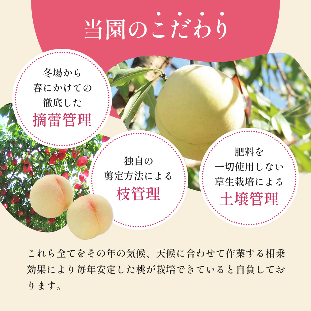 桃 2026年 先行予約 清水 白桃 をお届け！約1.5kg 5～7玉 糖度センサー選果 糖度12度以上 もも モモ 岡山県 赤磐市産 国産 フルーツ 果物 ギフト あみかフルーツ 果汁 産地直送 