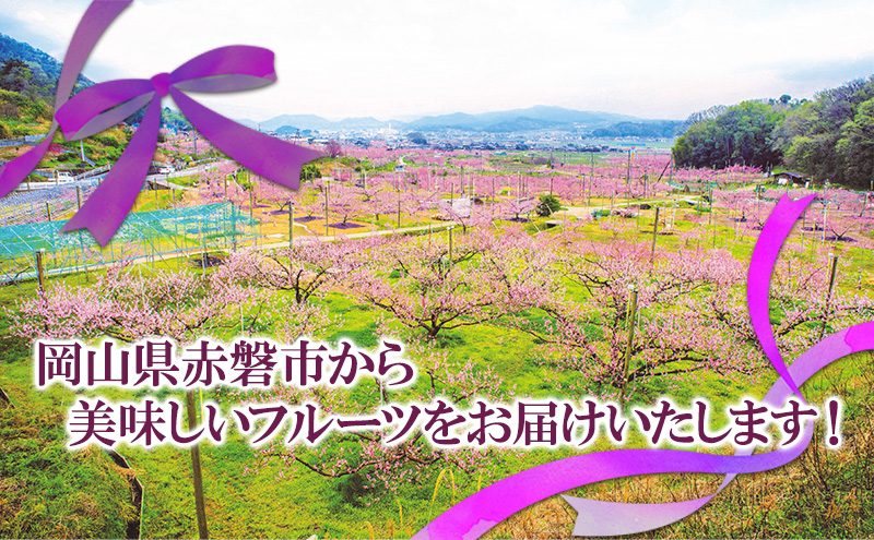 ぶどう 2026年 先行予約 ニュー ピオーネ 大粒 大房 1房 650g以上 ブドウ 葡萄 岡山県 赤磐市産 国産 フルーツ 果物 ギフト 赤坂青空市 黒ブドウ 果物類 