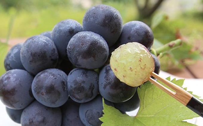 桃 ぶどう 2026年 先行予約 白桃 2玉 合計約600g（1玉約300g） シャインマスカット 晴王 ・ ニューピオーネ 各1房 550g以上 もも モモ 葡萄 ブドウ 岡山県産 国産 フルーツ 果物 ギフト 桃茂実苑 