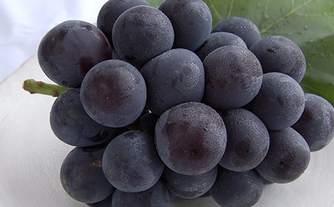 桃 ぶどう 2026年 先行予約 清水白桃 5玉 約1.5kg（1玉約300g） ニューピオーネ 1房 550g以上 白桃 もも 葡萄 ブドウ ピオーネ 詰合せ 岡山県産 国産 フルーツ 果物 ギフト 桃茂実苑 果物類 