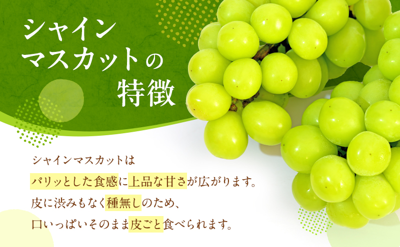 ぶどう 2026年 先行予約 シャイン マスカット 晴王 2房 合計1.3kg以上 2026年6月下旬～7月下旬発送分 ブドウ 葡萄 岡山県 赤磐市産 国産 フルーツ 果物 ギフト 赤坂青空市 
