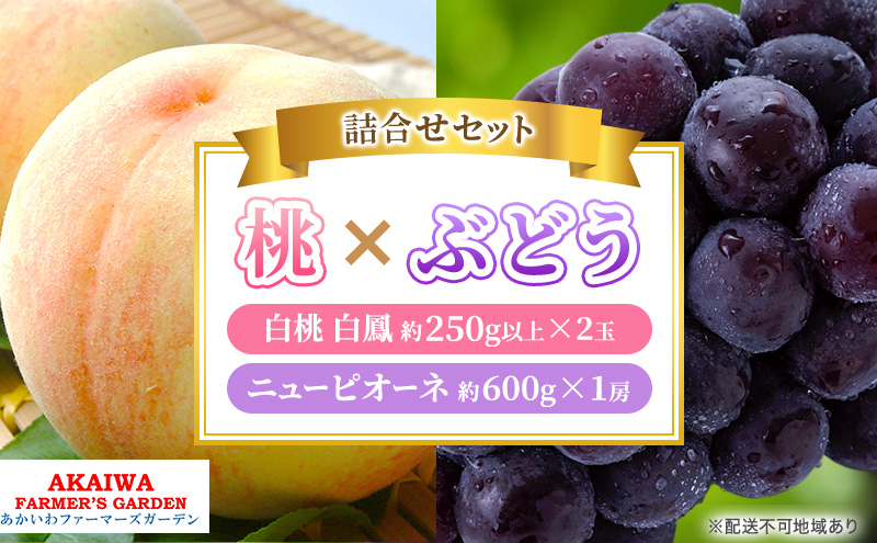 桃 ぶどう 詰合せ 2025年 先行予約 白桃 白鳳 2玉（1玉250g以上） ニュー ピオーネ 1房 約600g 岡山県 赤磐市産 フルーツ 果物 あかいわファーマーズガーデン