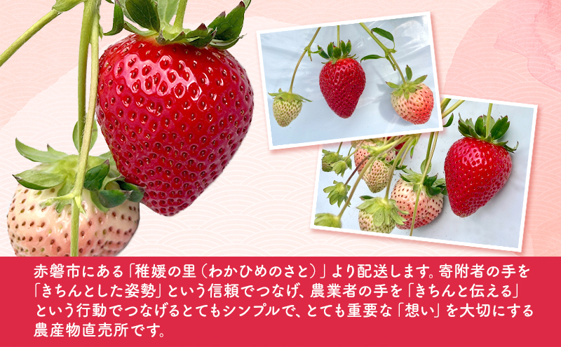 いちご 2025年 先行予約 題府さんが育てた もぎたていちご 1パック 12～15粒入り 岡山県 赤磐市 赤坂産 イチゴ 苺 果物 フルーツ
