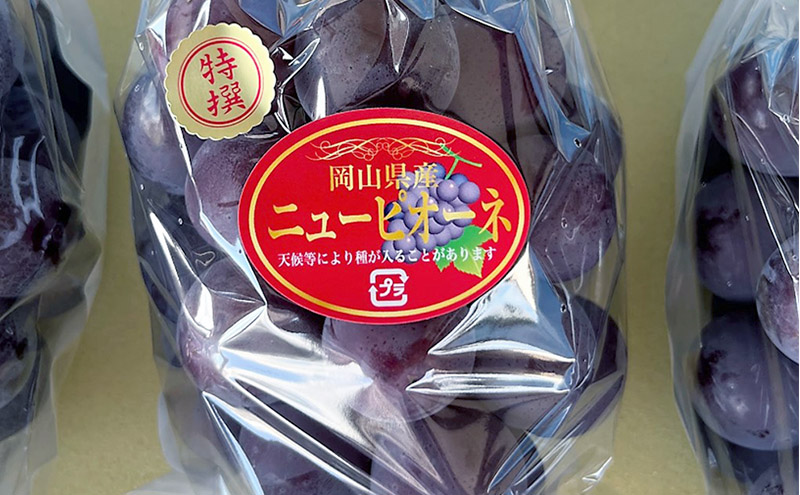 ぶどう 2024年 先行予約 ぶどう農園直送 朝採れ ニューピオーネ 大粒 1房(約500～600g前後) ブドウ 葡萄 岡山県 赤磐市産 フルーツ 果物 ギフト