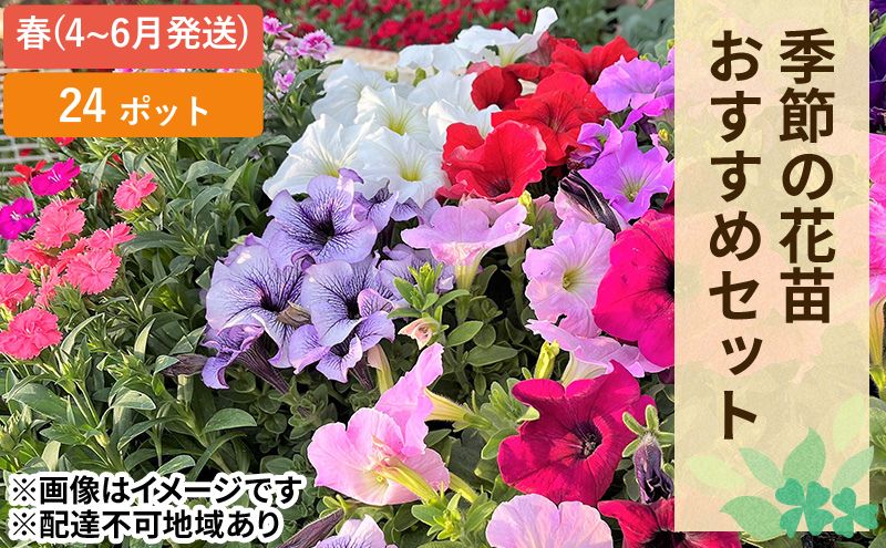 春 の 花苗 おすすめ セット 24ポット(4～6月発送)  ガーデニング 園芸 お花 花 フラワー