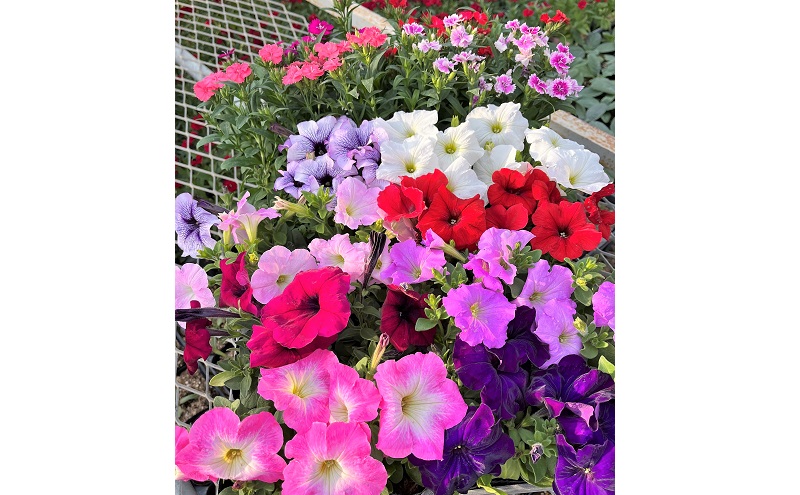 春 の 花苗 おすすめ セット 20～24ポット(4～6月発送)  ガーデニング 園芸 お花 花 フラワー
