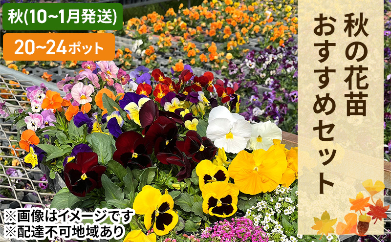 秋 の 花苗 おすすめ セット 20～24ポット(10～1月発送)  ガーデニング 園芸 お花 花 フラワー