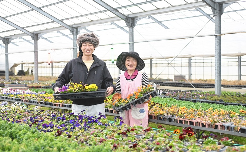 秋 の 花苗 おすすめ セット 24ポット(10月下旬～1月発送) ガーデニング 園芸 お花 花 フラワー 