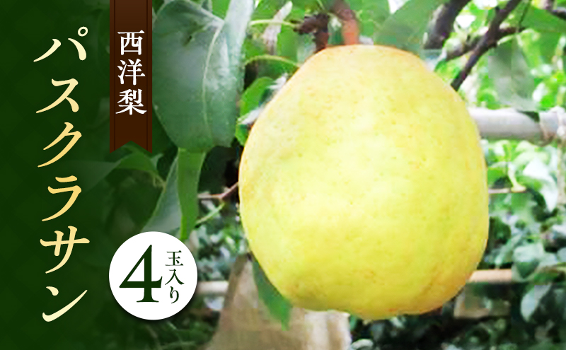梨 2024年 パスクラサン 4玉入り（西洋梨） 岡山県 赤磐市赤坂産 なし フルーツ 果物