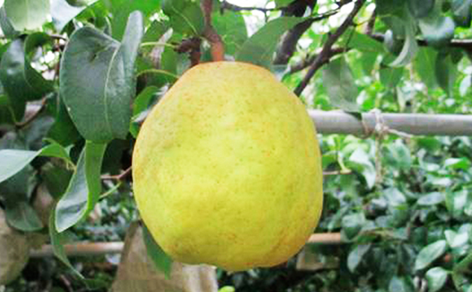 梚 2024幎 ãã¹ã¯ã©ãµã³ 4çå
¥ãïŒè¥¿æŽæ¢šïŒ 岡山ç èµ€ç£åžèµ€åç£ ãªã ãã«ãŒã æç©