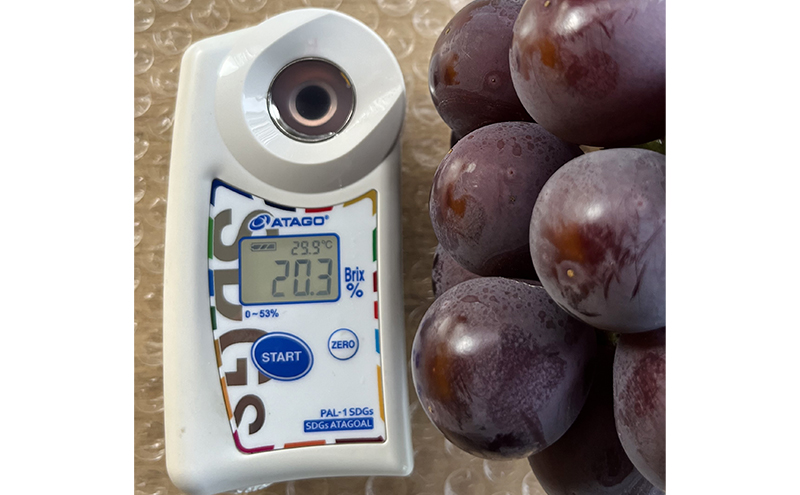 ぶどう 2026年 先行予約 ぶどう農園直送 朝採れ ニューピオーネ 大粒 1房(600g以上) ブドウ 葡萄 岡山県 赤磐市産 フルーツ 果物 ギフト