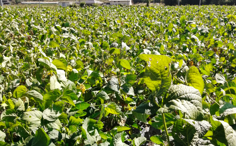 岡山県産 丹波黒大豆 1kg 黒大豆 岡山 赤磐市