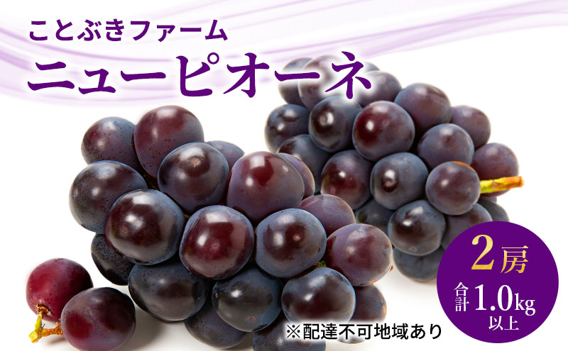 ぶどう 2025年 先行予約 ニューピオーネ２房入り 合計1.0kg以上 岡山県 赤磐市 ブドウ 葡萄 果物 フルーツ