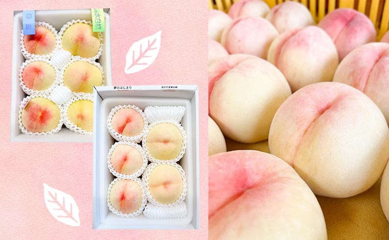 桃 【訳あり 2級品】 2026年 先行予約 岡山の桃 7月の桃 2～3品種 詰め合わせ セット 5～7玉入り 約1.5kg  MIKI’S ORCHARD  もも モモ 果物 岡山 家庭用