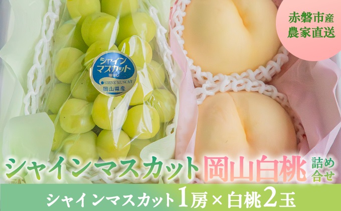 桃 ぶどう 2026年 先行予約 岡山県産 シャインマスカット 大房 1房 白桃 2玉 詰合せ 合計約1.3kg  赤磐市産 フルーツ 果物 ギフト デザート