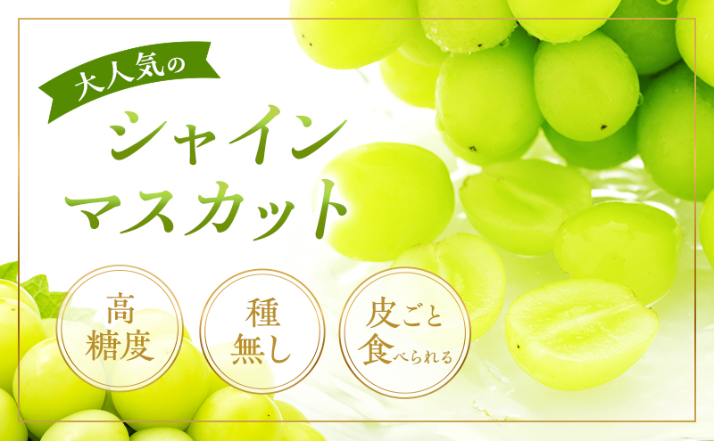 ぶどう 2026年 先行予約 シャイン マスカット 晴王 2房 合計1.3kg以上 2026年6月下旬～7月下旬発送分 ブドウ 葡萄 岡山県 赤磐市産 国産 フルーツ 果物 ギフト 赤坂青空市 