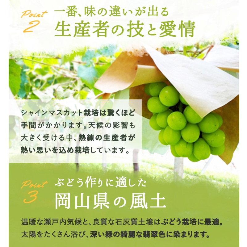桃 ぶどう 2026年 先行予約 岡山白桃 2玉 シャインマスカット 晴王 1房 詰め合わせ セット 岡山県 赤磐市産 果物 フルーツ 白桃 葡萄