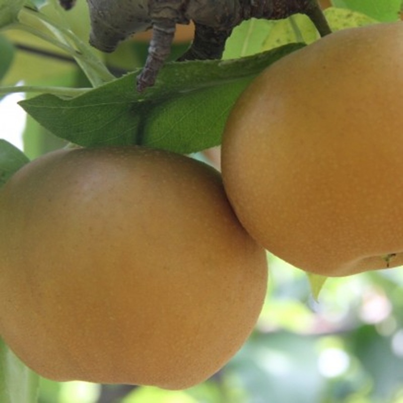 梨 2026年 先行予約 あたご梨 2玉 岡山県 赤磐市産 果物 フルーツ