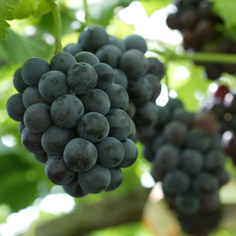 ぶどう 2026年 先行予約 ピオーネ 2房 1房約480g 化粧箱入り 岡山県 赤磐市産 果物 フルーツ 葡萄 ブドウ