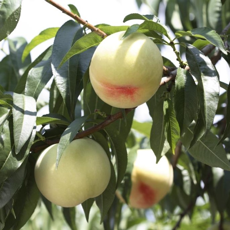 æ¡ 2026幎 å
è¡äºçŽ æž
æ°Žçœæ¡ 6ïœ8ç çŽ1.5kg åç²§ç®±å
¥ã 岡山ç èµ€ç£åžç£ æç© ãã«ãŒã çœæ¡ ãã ã¢ã¢