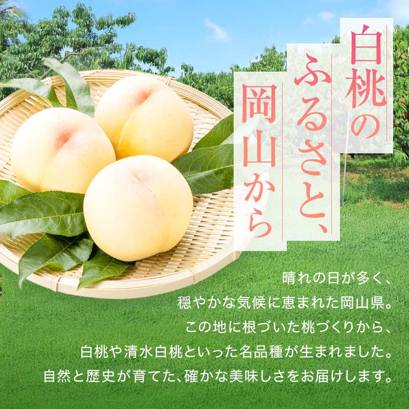 桃 2026年 先行予約 赤磐の 白桃 約1.5kg 5～7玉 JA晴れの国 糖度センサー選果 もも モモ 岡山県 赤磐市産 国産 フルーツ 果物 ギフト デザート 果肉 