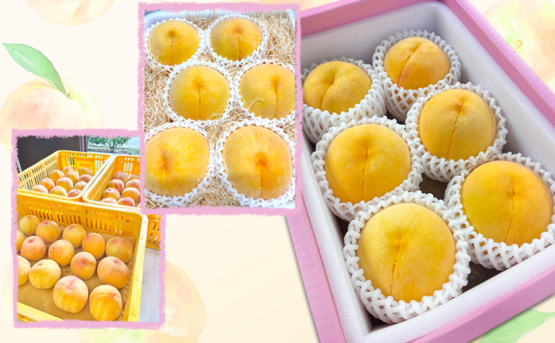 ふるさと納税 岡山県 赤磐市 ぶどう 2024年 先行予約 シャインマスカット 約800g 1房 7月 葡萄 岡山県 赤磐市産 フルーツ 果物 あかいわファーマーズガーデン ふるさと納税 岡山県 赤磐市 桃 2024年 先行予約 晩生の旬の 黄桃 約