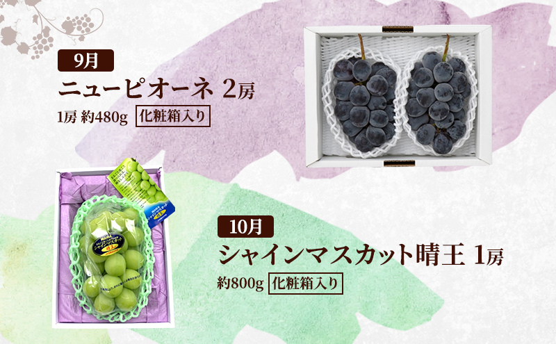 定期便 2026年 先行予約 岡山の人気果物 堪能 4回コース 清水白桃 桃 白桃 ぶどう ピオーネ シャインマスカット 赤磐市