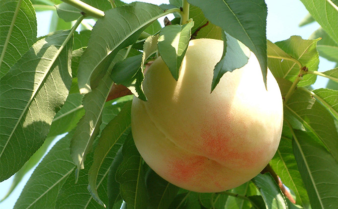 桃 2026年 先行予約 おかやま 夢 白桃 約750g 3玉 もも 岡山県 赤磐市産 フルーツ 果物 あかいわファーマーズガーデン デザート 旬の果物 旬のフルーツ