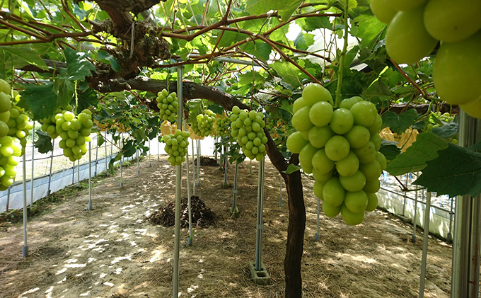 ぶどう 2026年 先行予約 定期便 岡山名産 シャインマスカット 3房 (約2.0kg) 3回連続お届け！ 葡萄 岡山県 赤磐市産 フルーツ 果物 あかいわファーマーズガーデン