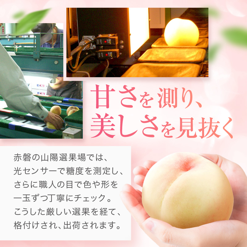 桃 2026年 先行予約 赤磐の 白桃 約2.0kg 6～8玉 JA晴れの国 糖度センサー選果 もも モモ 岡山県 赤磐市産 国産 フルーツ 果物 ギフト デザート 果肉 