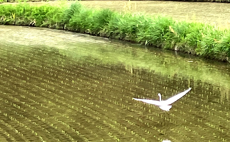 莉、蜥7蟷エ逕」 譛晄律 邊セ邀ウ2kg 繝帙ち繝ォ闊槭≧驥悟アア縺ョ譽夂伐 譬ス蝓ケ譛滄俣荳ュ 霎イ阮ャ 蛹門ュヲ閧・譁吩ク堺スソ逕ィ 邀ウ 蟯。螻ア逵 襍、逎仙ク 譛晄律邀ウ