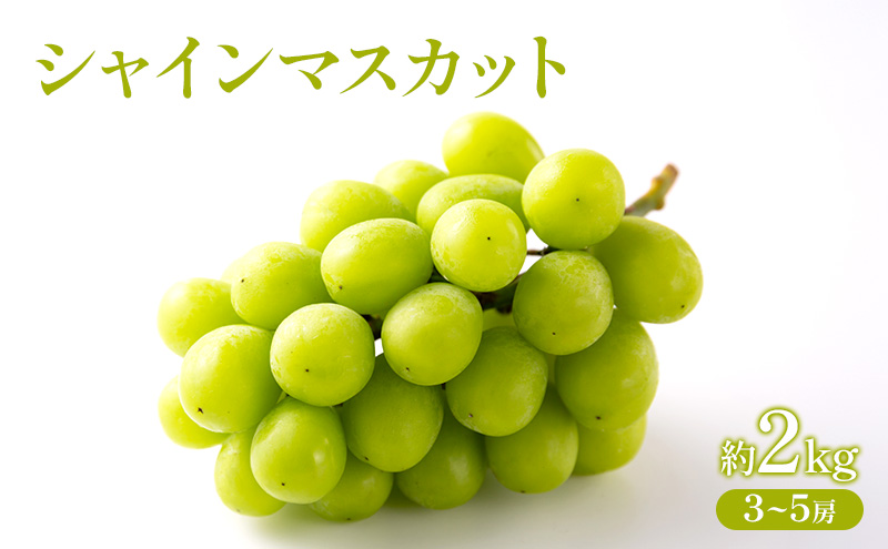 ぶどう 2026年 先行受付 シャインマスカット 約2kg  (3～5房) フルーツ 果物 岡山 赤磐市