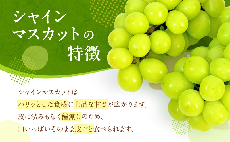 ぶどう 2026年 先行予約 シャイン マスカット 晴王 1房 650g以上 2026年6月下旬～7月下旬発送分 ブドウ 葡萄 岡山県 赤磐市産 国産 フルーツ 果物 ギフト 赤坂青空市 シャインマスカット 