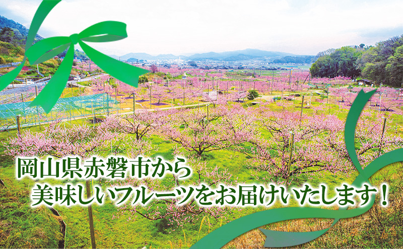 ぶどう 2026年 先行予約 シャイン マスカット 晴王 1房 650g以上 2026年6月下旬～7月下旬発送分 ブドウ 葡萄 岡山県 赤磐市産 国産 フルーツ 果物 ギフト 赤坂青空市 シャインマスカット 