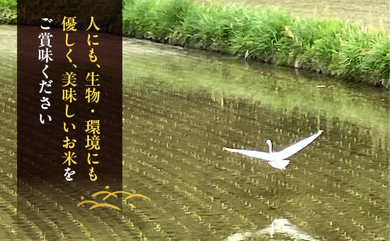 先行受付 農薬不使用 ホタル舞う里山の棚田米 玄米10kg 令和8年産 朝日2kg×5袋