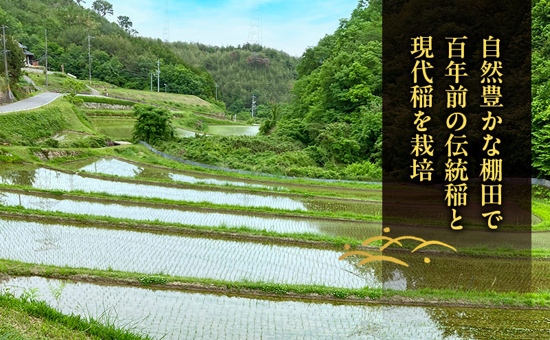 先行受付 伝統稲と現代稲食べ比べ 無洗米 ホタル舞う里山の棚田米 精米8kg 令和8年産 朝日2kg にじのきらめき2kg 各2袋
